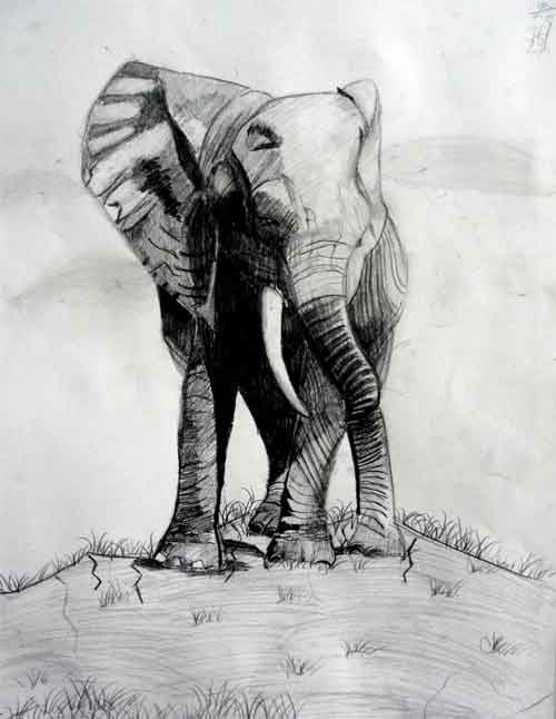 动物素描作品赏析6_动物素描_美术高考网www.mshao.com