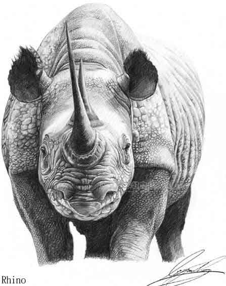 动物素描作品赏析_动物素描_中华美术高考网www.mshao.com