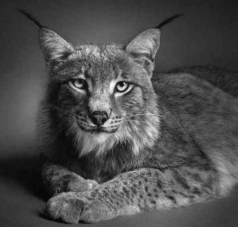 动物素描作品赏析_动物素描_中华美术高考网www.mshao.com