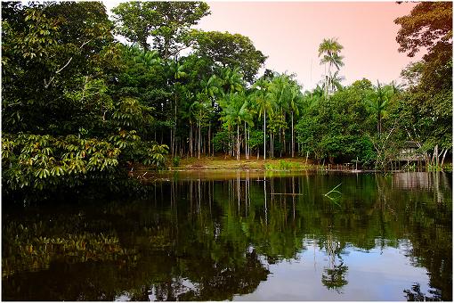 亚马逊雨林